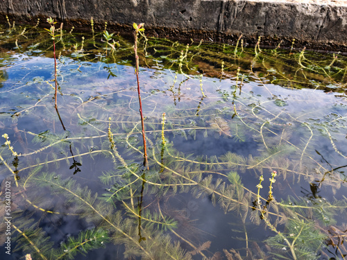 It is an aquatic plant that grows in water. Waterthymes. photo