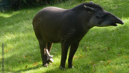 Close up of grey Tapir standing up with an erection and looking around