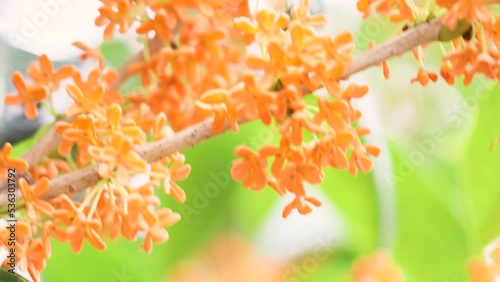 風に揺れる満開のキンモクセイの枝