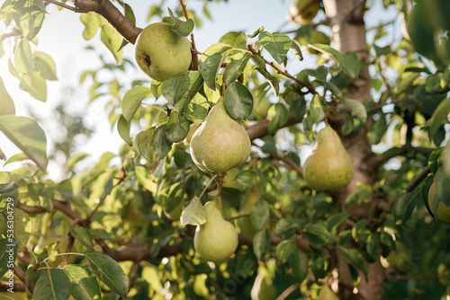 Tasty juicy young pear hanging on tree branch on summer fruits garden as healthy organic concept of nature background. Ripe fruit harvest
