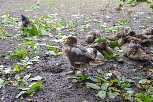 Domestic duck on farm yard after rain