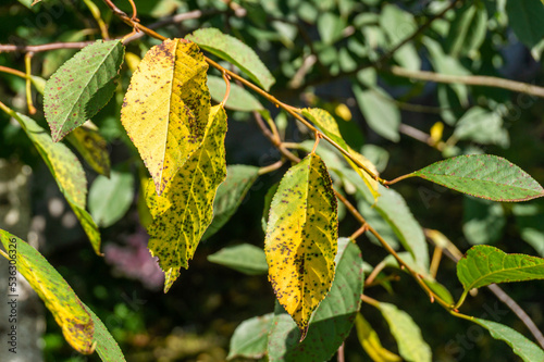 Cherry leaf spot disease or Coccomycosis caused by Blumeriella jaapii fungus. Yellow cherry leaves with brown spots. photo