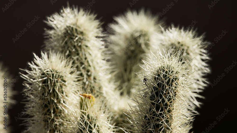 Obraz premium Cactus plants with spines