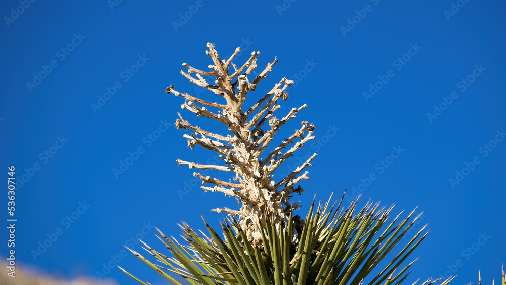Cactus plants with spines Cactus plants with spines