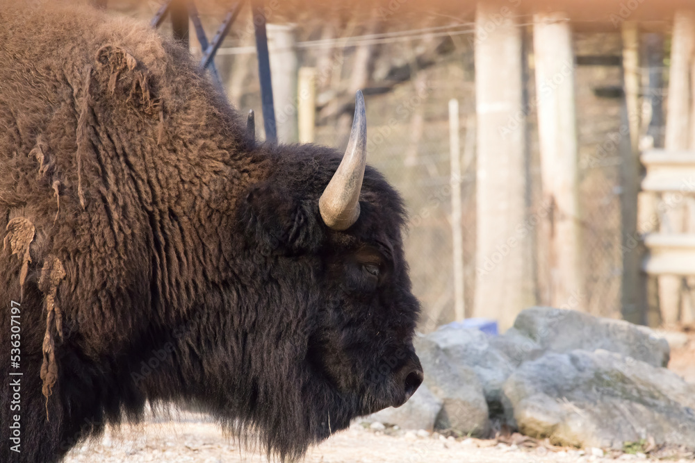 Fototapeta premium Buffalo with a fence