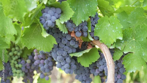  bunch of red grapes in a vineyard. photo