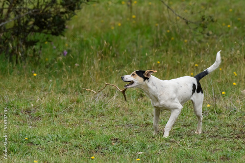 dog playing joyfully with a stick in the outdooors. Joy, activity, playfulness, energy, happyness, lovely, fetching, catching