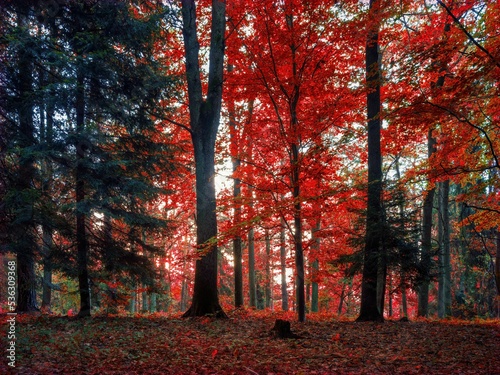 Obraz Jesienny la Bronaczowa koło Krakowa - kolory jesieni o poranku
