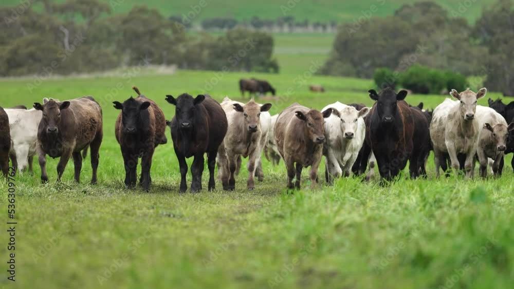 Close up of cows in a field on a ranch Close up of cows in a field on a ranch