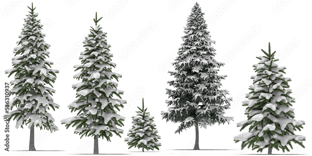 needle tree conifer pine tree winter snow 4