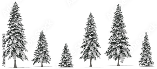 Canvas Print needle tree conifer pine tree winter snow 6
