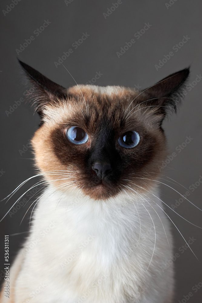 Funny seal point siamese cat making funny face on grey background