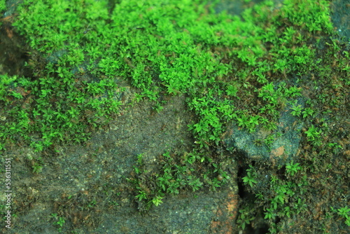 Beautiful green moss close up, Moss texture, Moss abstract background.