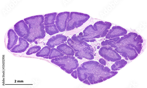 Photography Human thymus