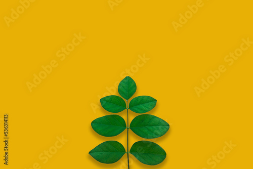 butterfly pea leaves, green leaf on yellow Background