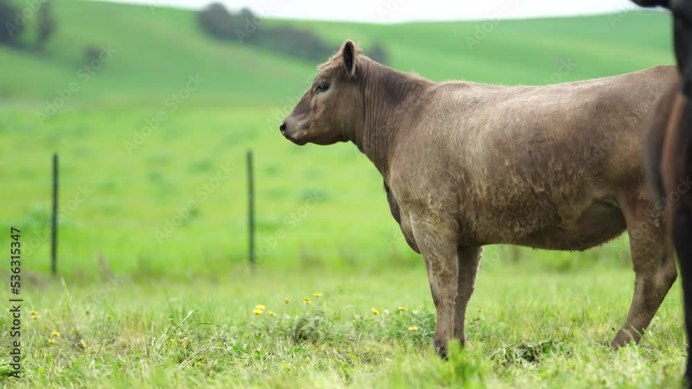 beef cows in a field. wagyu cattle herd grazing on pasture on a farm. fat cow beef cows in a field. wagyu cattle herd grazing on pasture on a farm. fat cow