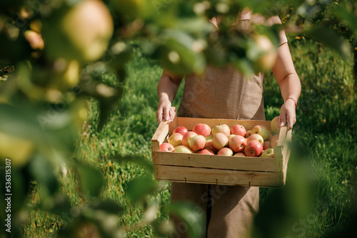 Bild auf Leinwand Close up of female farmer worker hands holding picking fresh ripe apples in orchard garden during autumn harvest