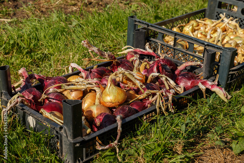 onions in a black plastic box on the grass. Harvesting onions