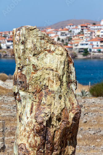Petrified tree trunk at the Petrified Forest of Lesvos island, near Sigri village, Greece. The forest is part of the Global Geoparks Network and 1 of the first 100 World Geology Monuments.  photo