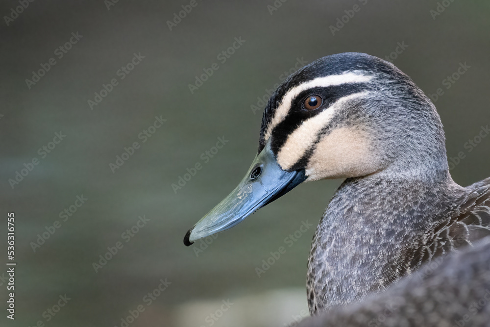 Pacific black duck (Anas superciliosa) head shot, Sydney, Australia Pacific black duck (Anas superciliosa) head shot, Sydney, Australia
