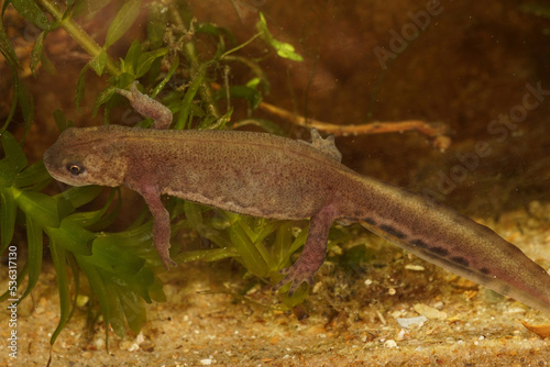 Closeup on an aquatic female Northern banded newt, Ommatotriton ophryticus
