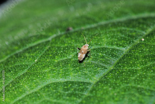 macrolophus caliginosus insect macro photo
