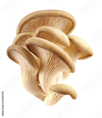 Oyster mushrooms are isolated on a white background. Full clipping path.
