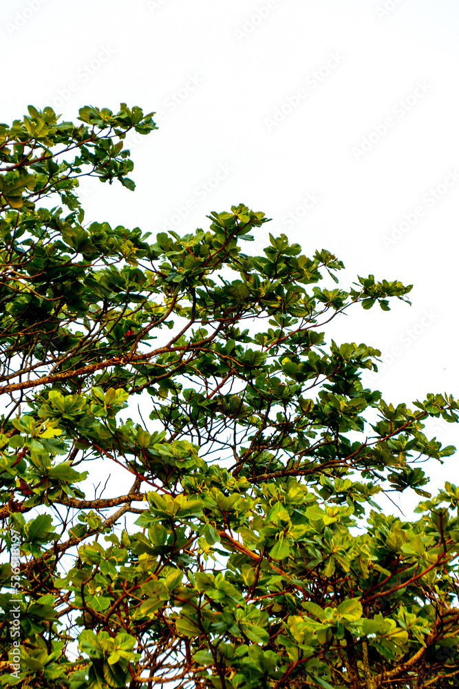 Almond tree leaves outdoors in Rio de Janeiro. Almond tree leaves outdoors in Rio de Janeiro.