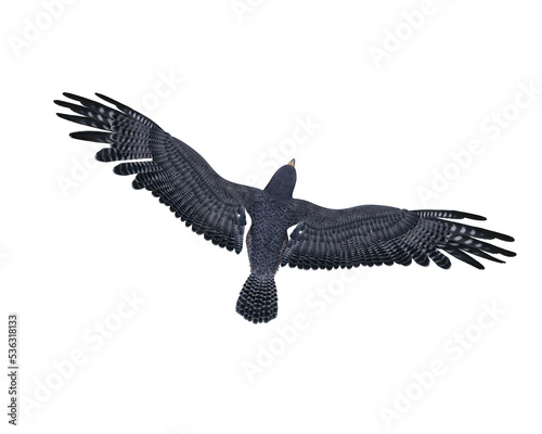 Peregrine falcon in flight viewed from above. 3D illustration isolated.