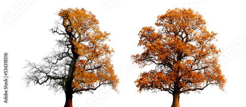 Alte Eiche mit Herbstlaub fregestellt auf weissem Hintergrund