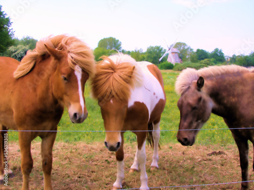 Three Brown Horses On a Farm