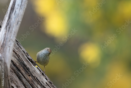 Brown thornbill perched on a tree, Tower Hill, Victoria photo