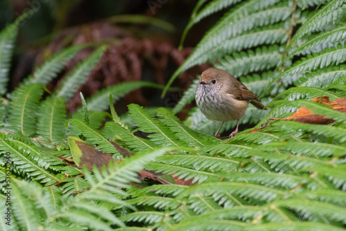 Brown thornbill (Acanthiza pusilla) perched on a fern in the rainforest, Victoria, Australia. photo