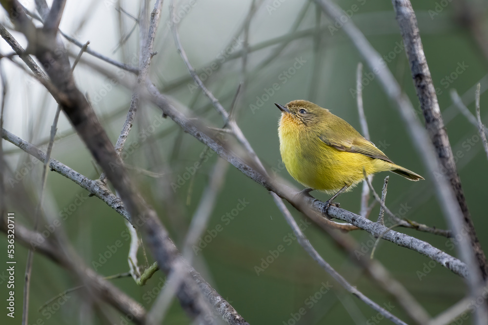 Yellow thornbill (Acanthiza nana), Sydney, Australia. Cute Australian songbird. Yellow thornbill (Acanthiza nana), Sydney, Australia. Cute Australian songbird.