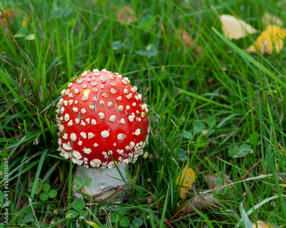 There is a small fly agaric on the ground. Against the background of green grass. There is a small fly agaric on the ground. Against the background of green grass.