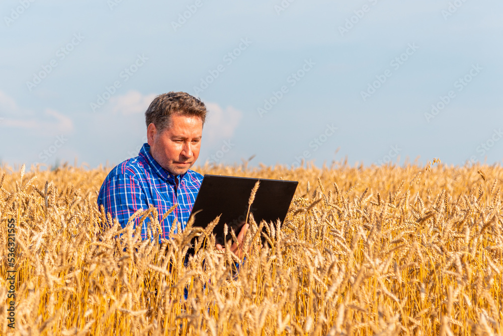 Farmer agronomist works with the laptop in a wheat field,analyzing the impact of the weather forecast on the harvest.Nice summer lanscape.