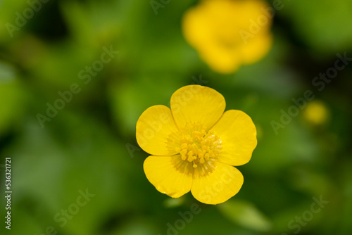 selective focus: Yellow Buttercup growing in forests and high mountains in spring. The buttercup, which has a wonderful appearance