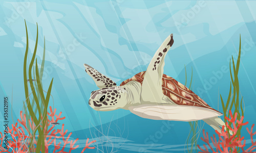 Green sea turtle swims in warm sea water. Algae and red corals. Green turtle, black turtle or Pacific green turtle and different poses. Realistic vector underwater 