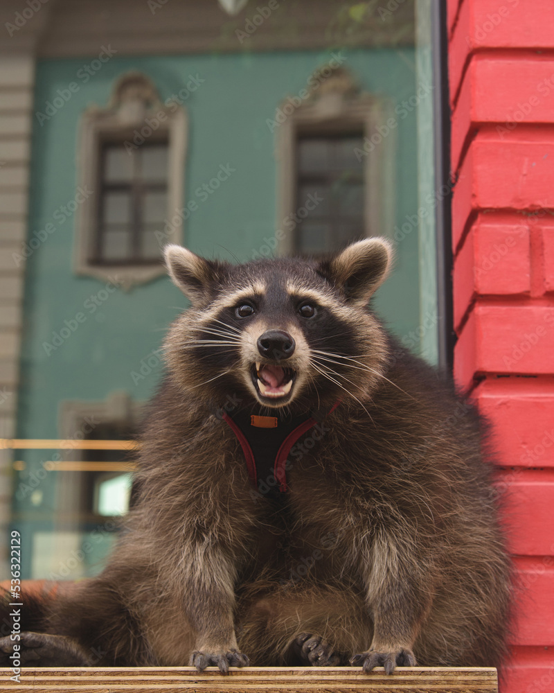 Cute curious Raccoon looking at the camera with clever eyes. Portrait of cunning funny racoon. Closeup. Selective focus.