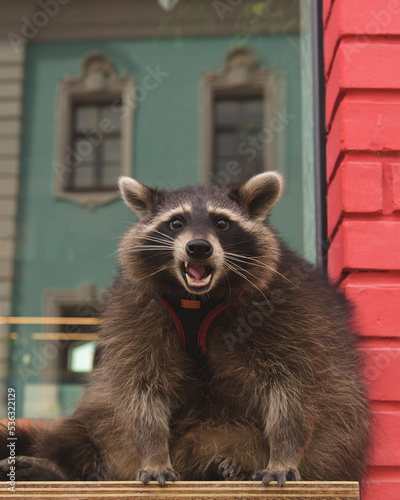 Obraz na płótnie Cute curious Raccoon looking at the camera with clever eyes. Portrait of cunning funny racoon. Closeup. Selective focus. w salonie