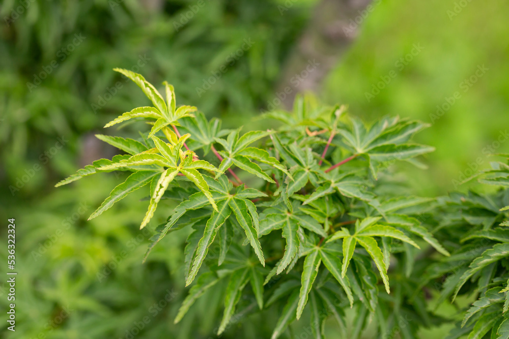 Sambucus racemosa cultivar Plumosa aurea. Shrub with green leaves. Sambucus racemosa cultivar Plumosa aurea. Shrub with green leaves.