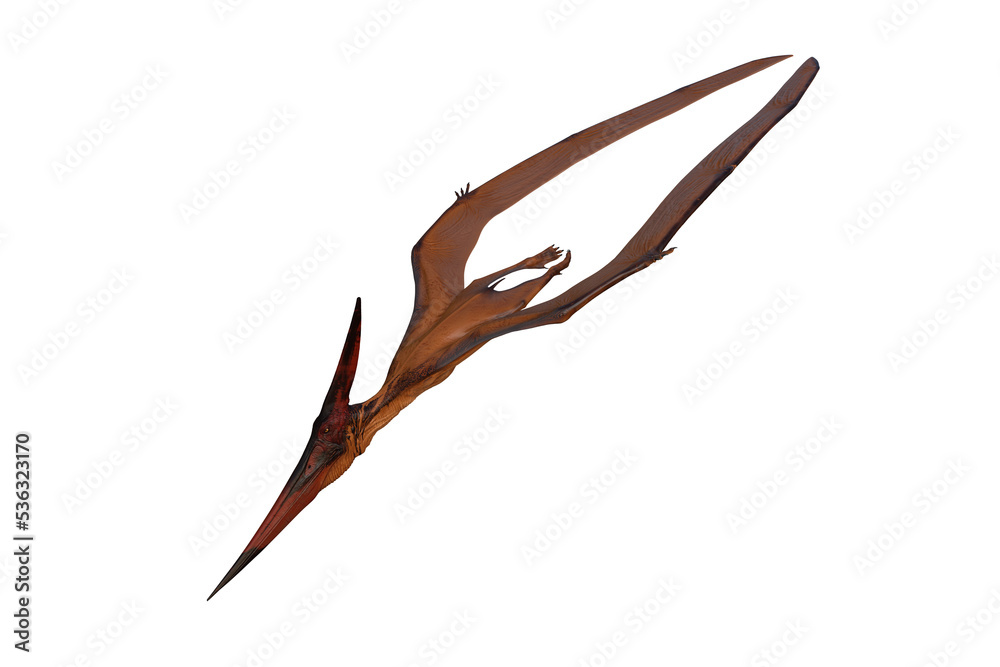 Pteranodon dinosaur diving to attack prey.. 3D illustration isolated. Pteranodon dinosaur diving to attack prey.. 3D illustration isolated.
