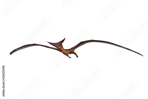 Looking up at a Pteranodon dinosaur flying above. 3D illustration isolated on white with clippng path. © IG Digital Arts