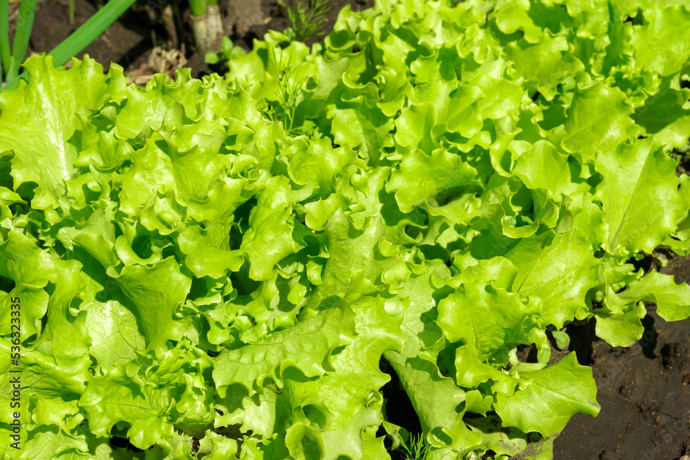 Fresh green lettuce grows in the garden. salad plant farming in a greenhouse. Fresh green lettuce grows in the garden. salad plant farming in a greenhouse.