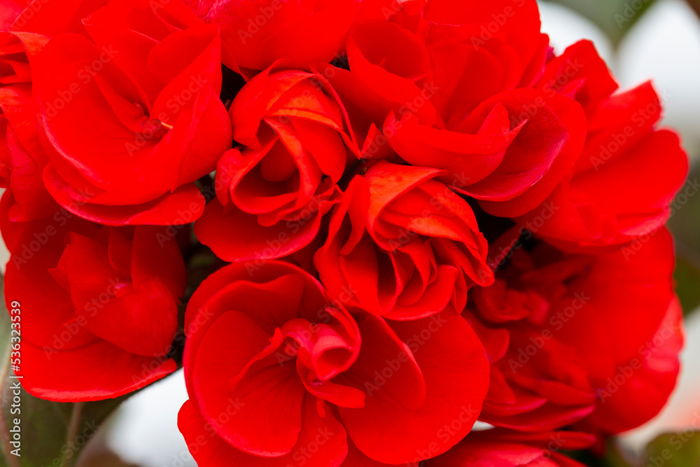 close-up red Pelargonium in the garden. Red geranium flowers in summer garden. Bright pelargonium close-up red Pelargonium in the garden. Red geranium flowers in summer garden. Bright pelargonium