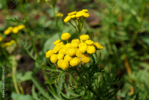 Yellow tansy flowers Tanacetum vulgare  common tansy plant  cow bitter  or golden buttons. Selective focus