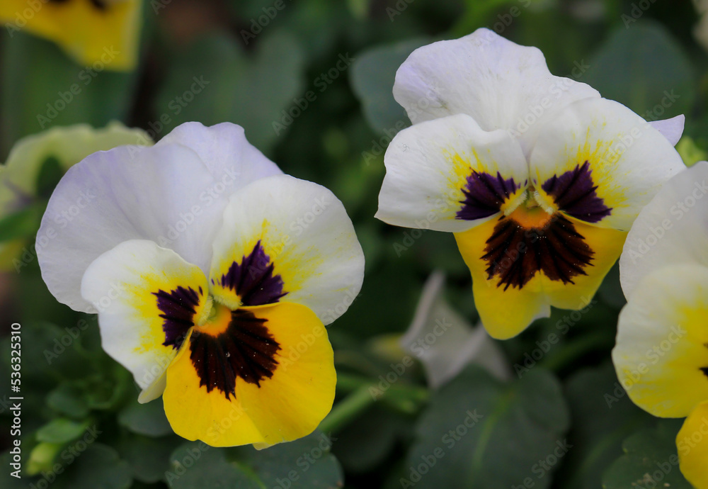 Die Blüten einer großblütigen Stiefmütterchen Pflanze. Nahaufnahme einer Blüte eines Stiefmütterchen mit ihrer schönen Farbgebung.
Die Blüten einer großblütigen Stiefmütterchen Pflanze. Nahaufnahme einer Blüte eines Stiefmütterchen mit ihrer schönen Farbgebung.