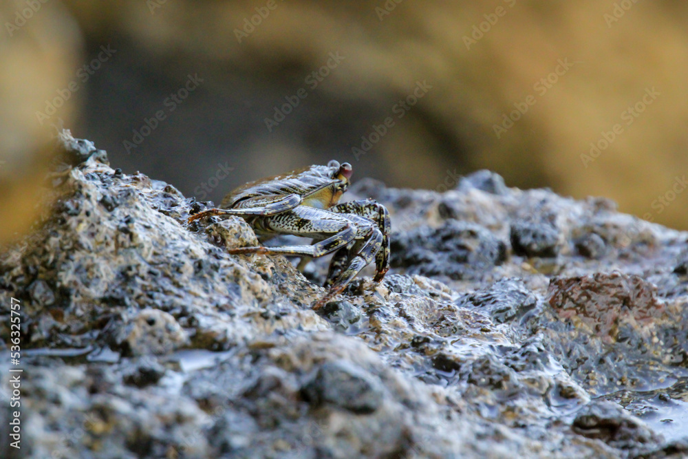 Eine grün bräunliche Krabbe auf einem Felsen am Meer.
