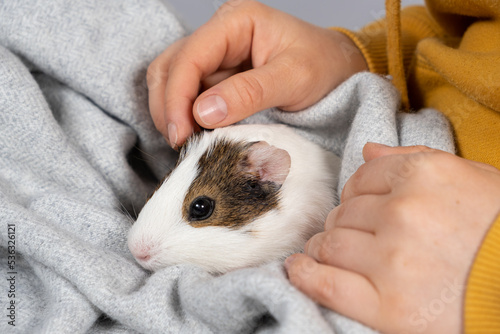 A cute little guinea pig in the hands of a woman in a soft gray blanket.