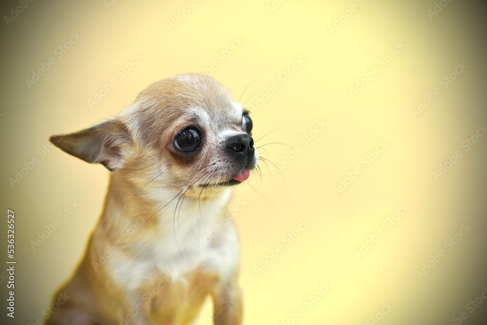 Close up portrait of cute small little poor chihuahua dog, sad upset frustrated puppy, unhappy frighten scared depressed pet on yellow background begging for food , wants to eat 